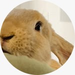 Adopcion Responsable Mendoza